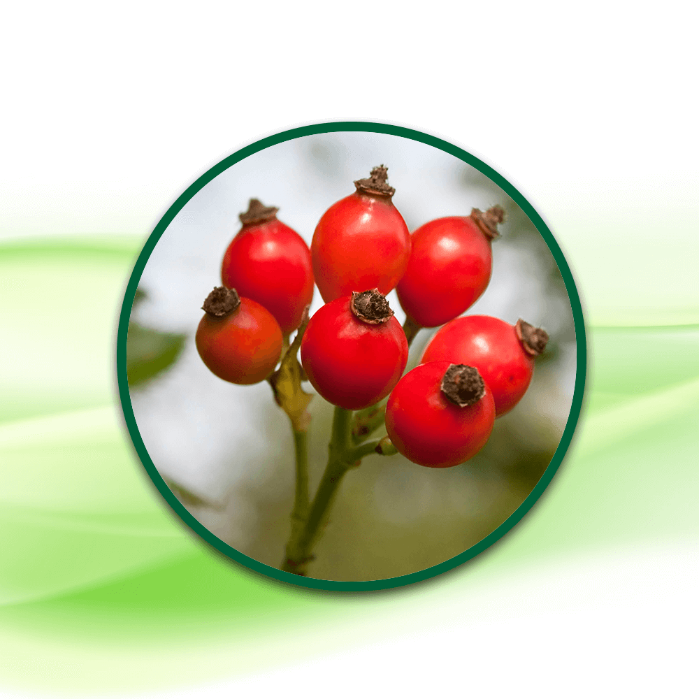 Kuşburnu Meyve Sıvı EkstresiRosa CaninaRosehip Fruit Extract